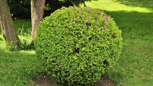 Какие кустарники посадить во дворе. Советы по выбору кустарников для разных регионов