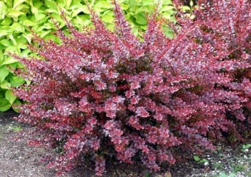 Какие кустарники посадить во дворе. Советы по выбору кустарников для разных регионов