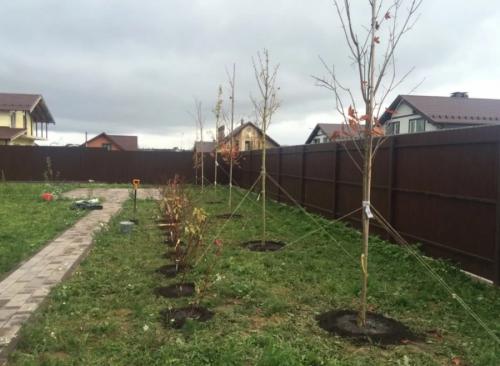 До какой температуры можно сажать деревья. Этапы высадки деревьев