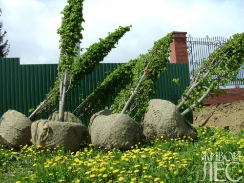 Когда сажать кустарники весной. Время для посадки