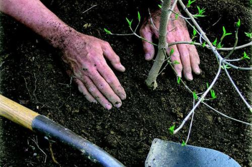 Когда лучше пересаживать деревья весной или осенью. Как пересадить дерево: помощь саженцам во время пересадки