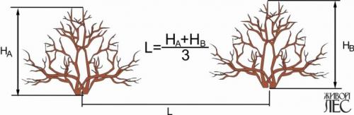 Посадка деревьев и кустарников. Выбор посадочных мест 01 Посадка деревьев и кустарников. Выбор посадочных мест 01