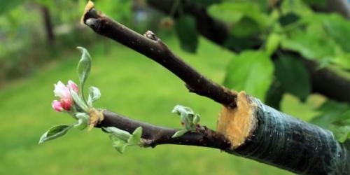 Способы посадки деревьев. Аблактировка