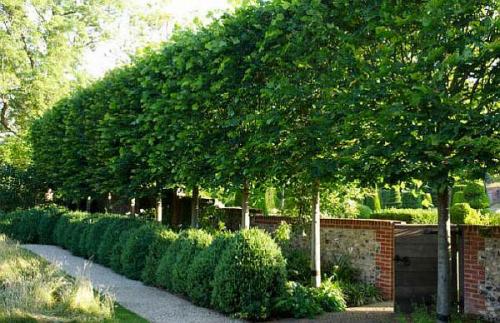 Правила посадки деревьев на участке. Расстояние от дерева до забора с соседом: на каком можно сажать, нормы посадки кустарников по СНиП и закону 2023, сколько метров отступать по СанПиН