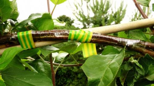 Способы посадки деревьев. Аблактировка