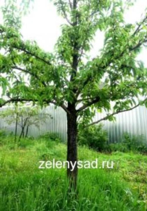 Пересадка декоративных кустарников осенью. Когда лучше пересаживать деревья и кустарники