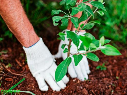 Посадка деревьев и кустарников. Выбор посадочных мест 09 Посадка деревьев и кустарников. Выбор посадочных мест 09
