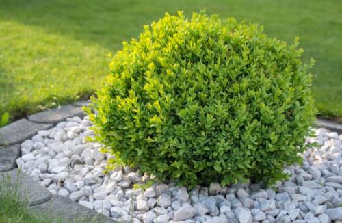 Пересадка деревьев в мае. Какие деревья предпочтительней сажать весной?