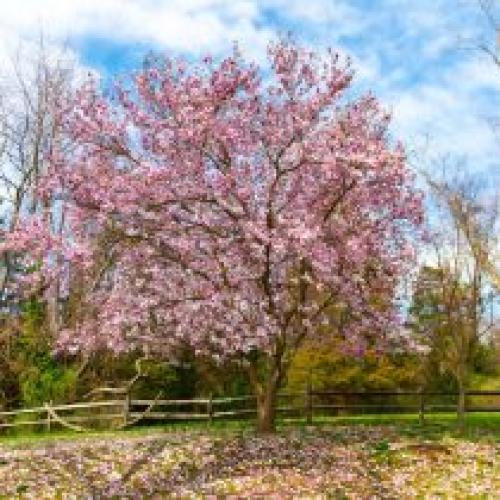 Пересадка деревьев в мае. Какие деревья предпочтительней сажать весной?