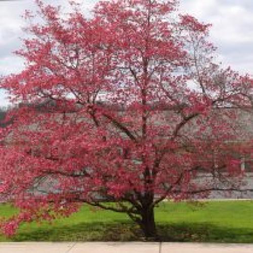 Пересадка деревьев в мае. Какие деревья предпочтительней сажать весной?