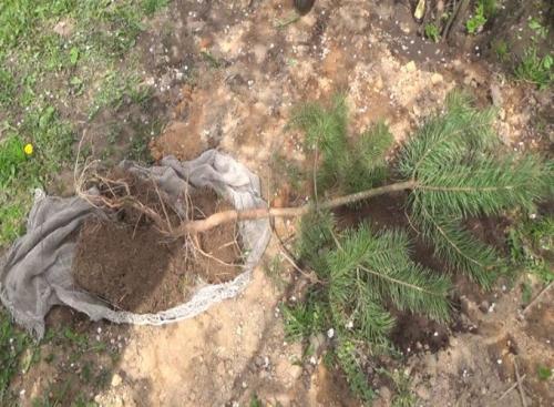 Как пересадить дерево из леса. Как выбрать и выкопать саженец