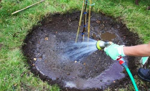 Пересадка плодовых деревьев осенью. Как пересадить взрослое дерево