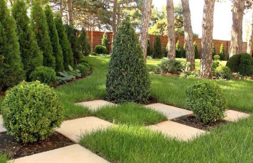 Посадка хвойных в ноябре. Поселите хвойники в саду – посадка туи, сосны, пихты, можжевельника осенью