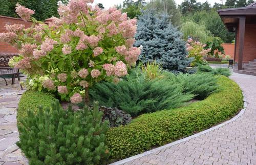 Посадка хвойных в ноябре. Поселите хвойники в саду – посадка туи, сосны, пихты, можжевельника осенью