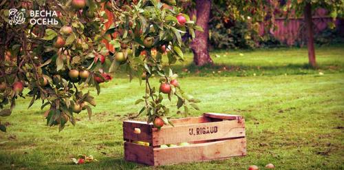 Когда лучше сажать весной или осенью. Сроки посадки семечковых культур осенью в разных климатических зонах 10 Когда лучше сажать весной или осенью. Сроки посадки семечковых культур осенью в разных климатических зонах 10
