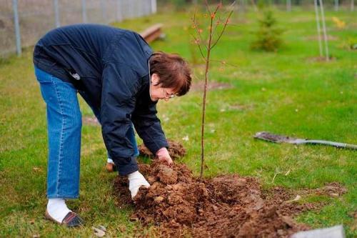 Когда сажать деревья осенью. Все про осеннюю посадку плодовых деревьев и кустарников: полный разбор