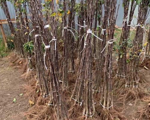 До какой температуры можно сажать деревья. Этапы высадки деревьев