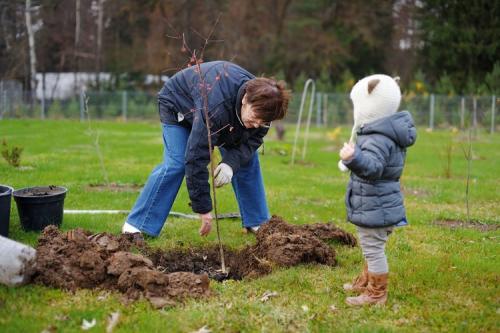 Когда сажать деревья осенью. Все про осеннюю посадку плодовых деревьев и кустарников: полный разбор