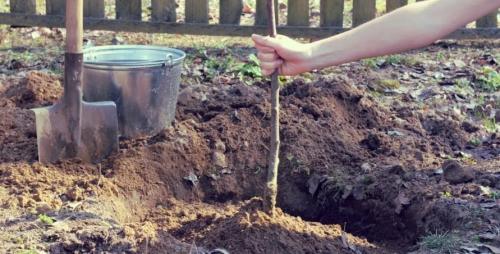 До какой температуры можно сажать деревья. Этапы высадки деревьев