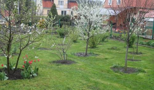 До какой температуры можно сажать деревья. Этапы высадки деревьев