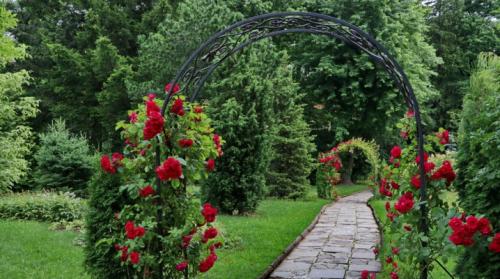 Как выбрать подходящий дизайн арки для роз. Арки для роз