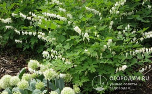 Схемы клумб. Основные правила разбивки клумб