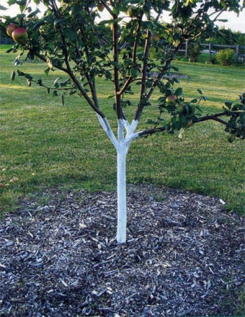 Как посадить дерево текст. Как посадить деревце