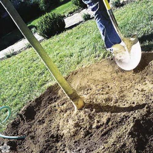 Как посадить дерево инструкция. Как посадить дерево: пошаговая инструкция, как правильно посадить дерево