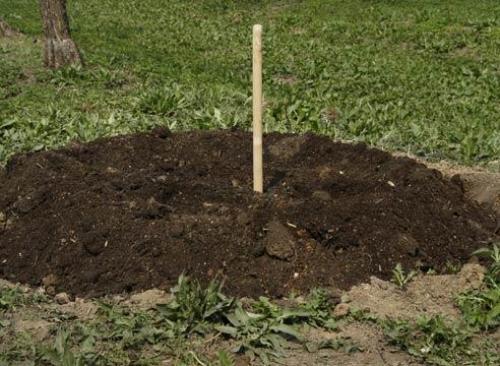 Как посадить дерево текст. Как посадить деревце