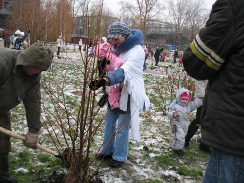 Как посадить дерево текст. Как посадить деревце