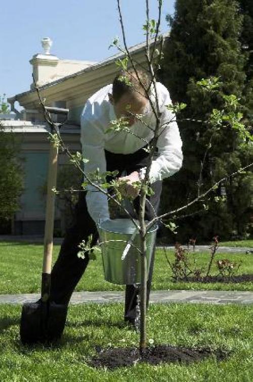 Как посадить дерево текст. Как посадить деревце