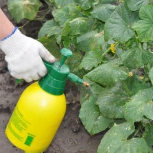 Сколько капель йода на ведро воды для огурцов. Йод для огурцов в теплице — опрыскивание и дозировка 12 Сколько капель йода на ведро воды для огурцов. Йод для огурцов в теплице — опрыскивание и дозировка 12