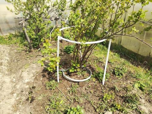 Как защитить садовую арку из пластиковых труб от погодных условий. Подпорки для кустов. Бюджет 100 р.