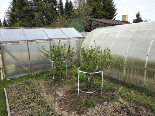 Как защитить садовую арку из пластиковых труб от погодных условий. Подпорки для кустов. Бюджет 100 р.