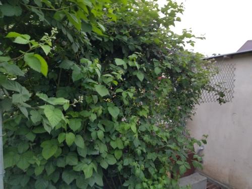 Шпалера для вьющихся растений своими руками. Самодельные шпалеры для лиановидных культур