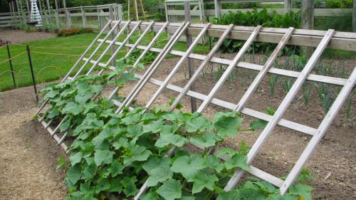 Шпалера для вьющихся растений своими руками. Самодельные шпалеры для лиановидных культур