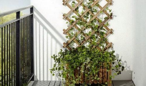 Шпалера для вьющихся растений своими руками. Самодельные шпалеры для лиановидных культур