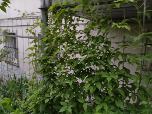 Шпалера для вьющихся растений своими руками. Самодельные шпалеры для лиановидных культур