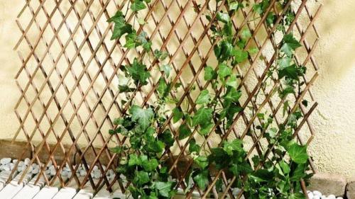 Шпалера для вьющихся растений своими руками. Самодельные шпалеры для лиановидных культур