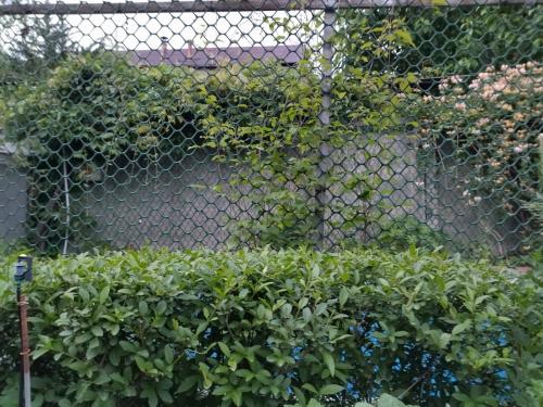 Шпалера для вьющихся растений своими руками. Самодельные шпалеры для лиановидных культур