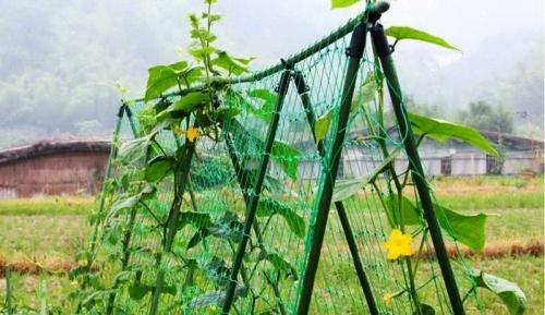 Шпалера для вьющихся растений своими руками. Самодельные шпалеры для лиановидных культур