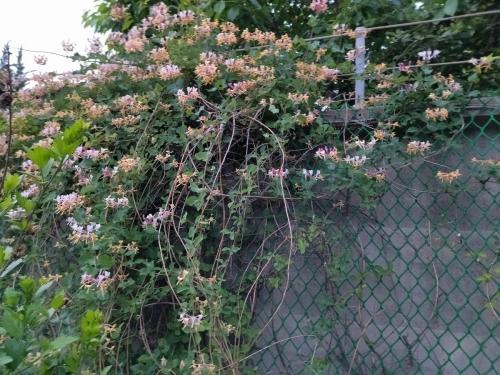 Шпалера для вьющихся растений своими руками. Самодельные шпалеры для лиановидных культур