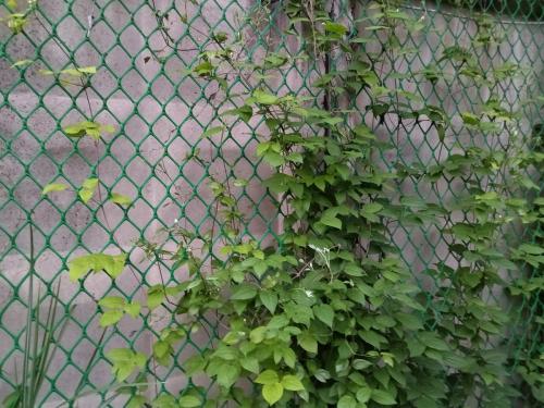 Шпалера для вьющихся растений своими руками. Самодельные шпалеры для лиановидных культур