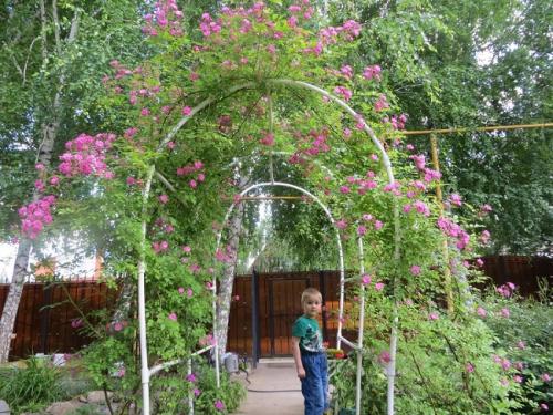 Какие материалы лучше всего использовать для строительства арки для плетистых. Материал для арок