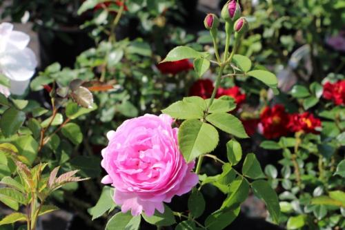 Цветники своими руками — пошаговая инструкция для начинающих. 100 фото готовых идей, новинки, секреты и хитрости от садовника