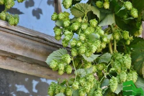 Опора для хмеля своими руками. Изгородь из хмеля: описание, сорта, полезные свойства