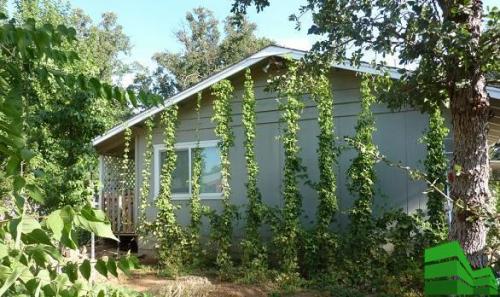 Опора для хмеля своими руками. Изгородь из хмеля: описание, сорта, полезные свойства