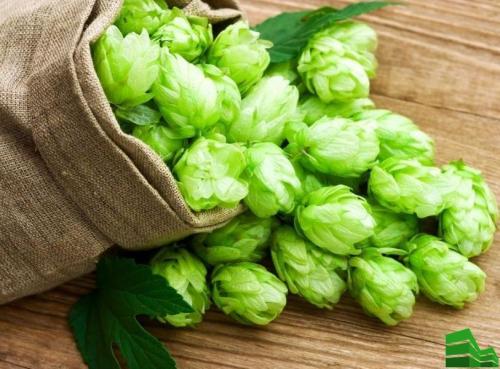 Опора для хмеля своими руками. Изгородь из хмеля: описание, сорта, полезные свойства