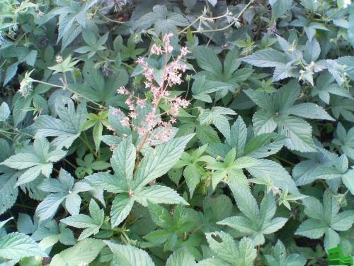 Опора для хмеля своими руками. Изгородь из хмеля: описание, сорта, полезные свойства