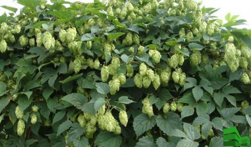 Опора для хмеля своими руками. Изгородь из хмеля: описание, сорта, полезные свойства